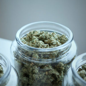 La calvariuna THC-CBD #79