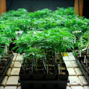La calvariuna THC-CBD #79