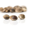 WEB-SITE-armadillo-shop-PS_seeds