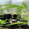 cuttings1