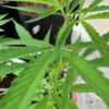 cuttings2