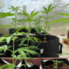 cuttings3